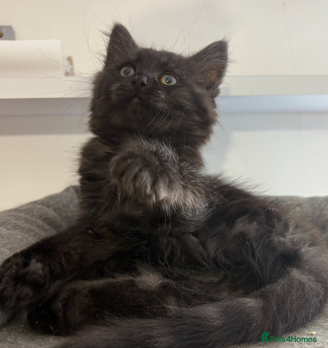 Ragdoll cats for sale: Smoke Ragdoll x British shorthair kitten - Image 11