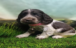 Cocker Spaniel dogs for sale: Show Type blue/Tri/chocolate Roan Cocker Spaniels  - Image 19