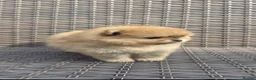 Pomeranian dogs for sale: ❤️ Exceptional KC Registered Pomeranian Puppies ❤️ - Advert 10