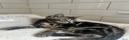 Bengal cats for sale: Tabby mixed kittens  - Advert 11