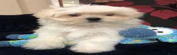 Mixed Breed dogs for sale: shihtzu / bichon x maltese  - Advert 12