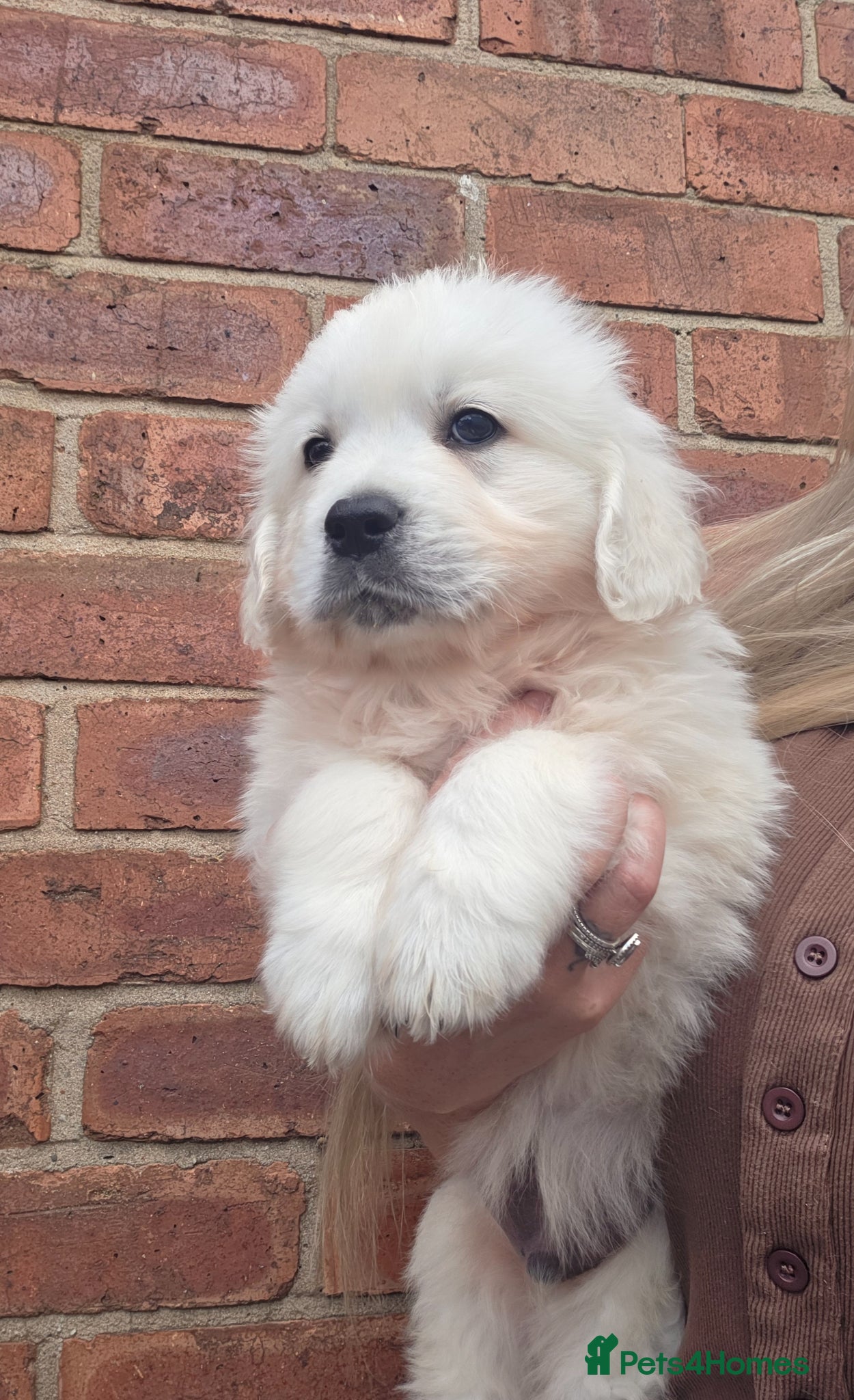 Golden Retriever dogs Extensively Health Tested English Cream Puppies - Advert 1