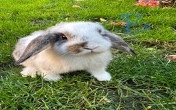 Mini Lop rabbits for sale: Mini Lop Rabbits  - Image 6