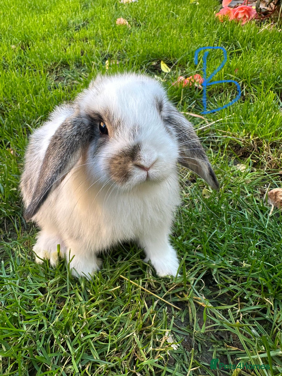 Mini Lop rabbits for sale: Mini Lop Rabbits  - Image 6