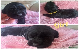 Labradoodle dogs for sale: Labradoodle puppies  - Image 11