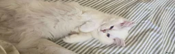 British Longhair cats for sale: British long hair boy - Advert 7