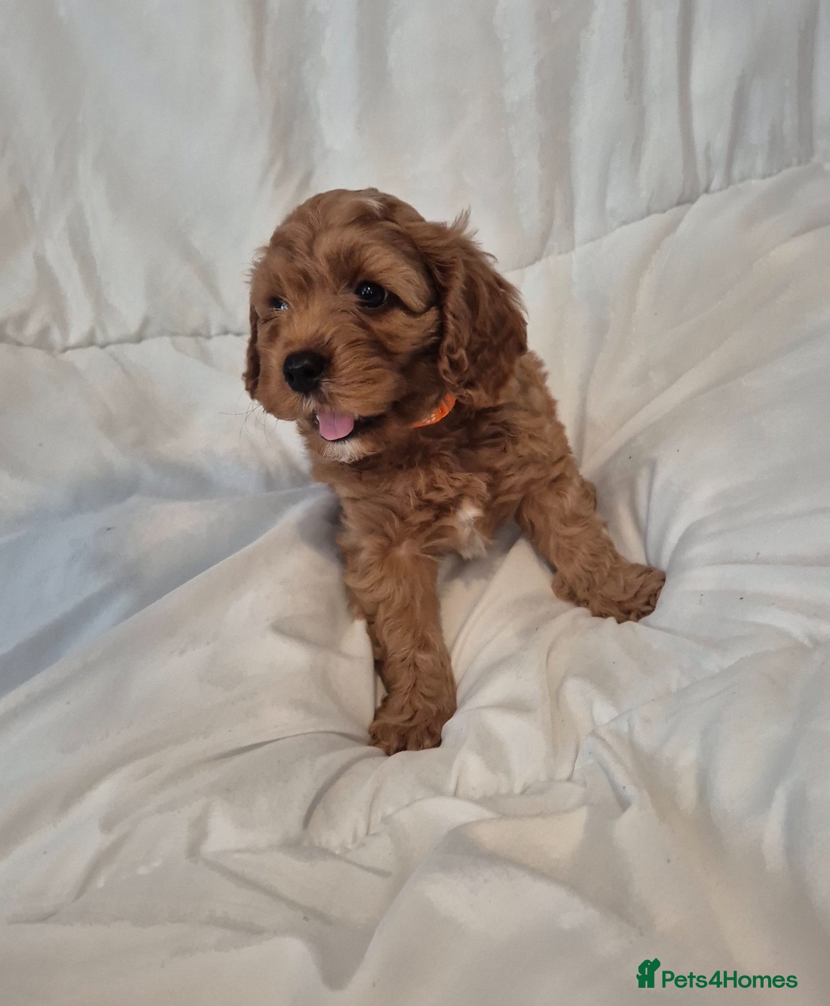 Cavapoo dogs Beautiful F1 Cavapoo puppies - Advert 9