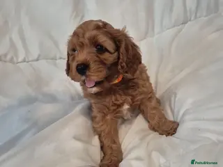 Cavapoo dogs Beautiful F1 Cavapoo puppies - Advert 9
