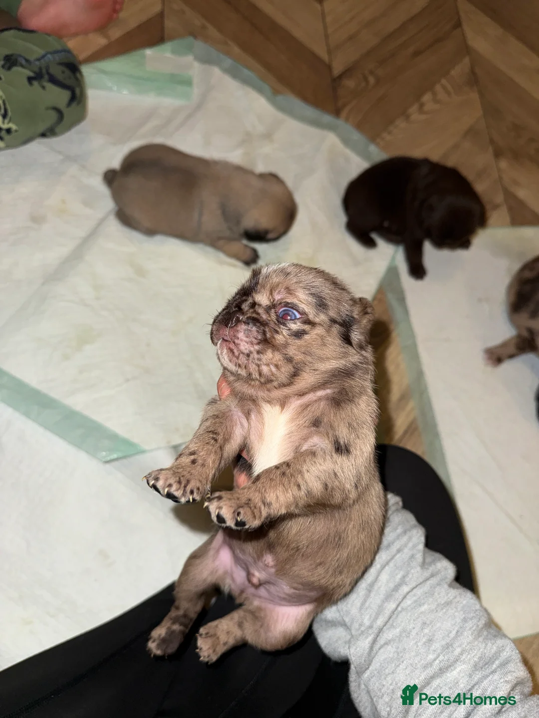 Pug dogs for sale: Merle pugs  - Advert 16
