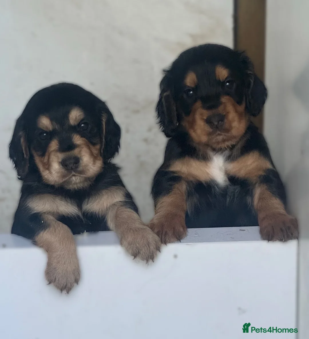 Cocker Spaniel dogs for sale: Working cocker spaniel pups 🐶 in Castleford - Advert 5