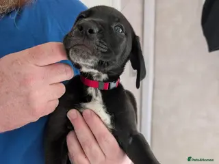 Mixed Breed dogs Douge de Bordeaux mix puppies boys - Advert 1