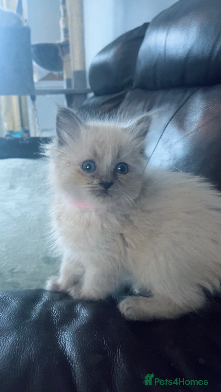 Ragdoll cats Pedigree Mink & Sepia Cherubim ragdoll kittens - Advert 2