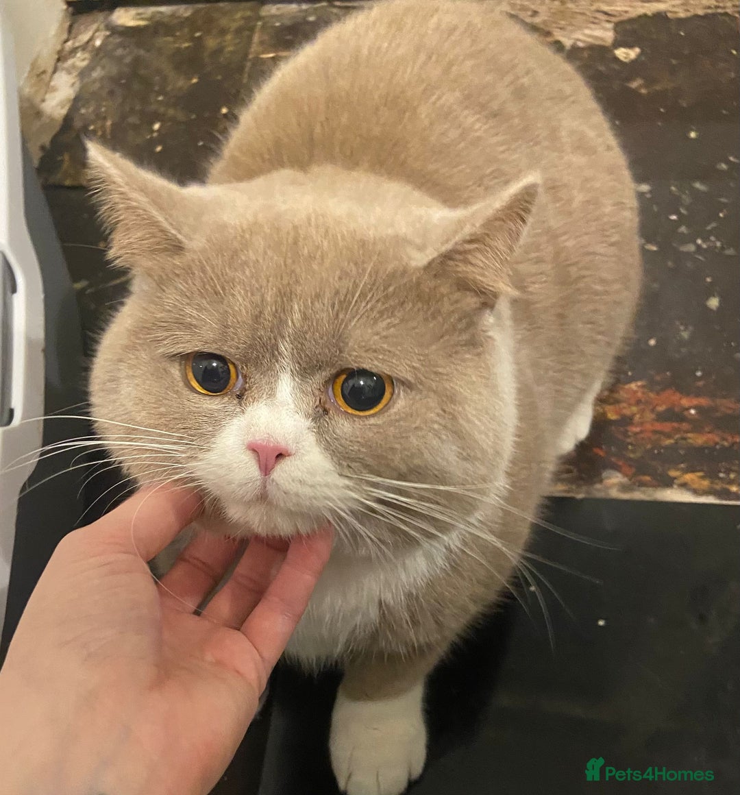 British Shorthair cats for sale: Chunky male BSH - Advert 7
