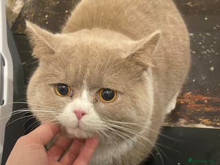 British Shorthair cats Chunky male BSH - Advert 1