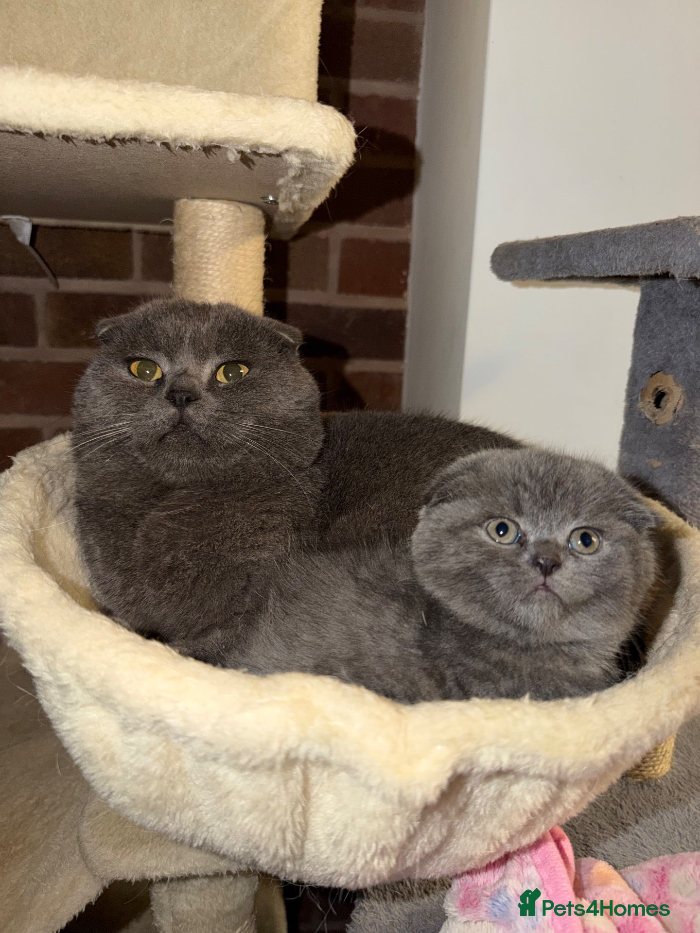 British Shorthair cats 👌❤️Reduced price ❤️❤️❤️British shorthair  - Advert 2