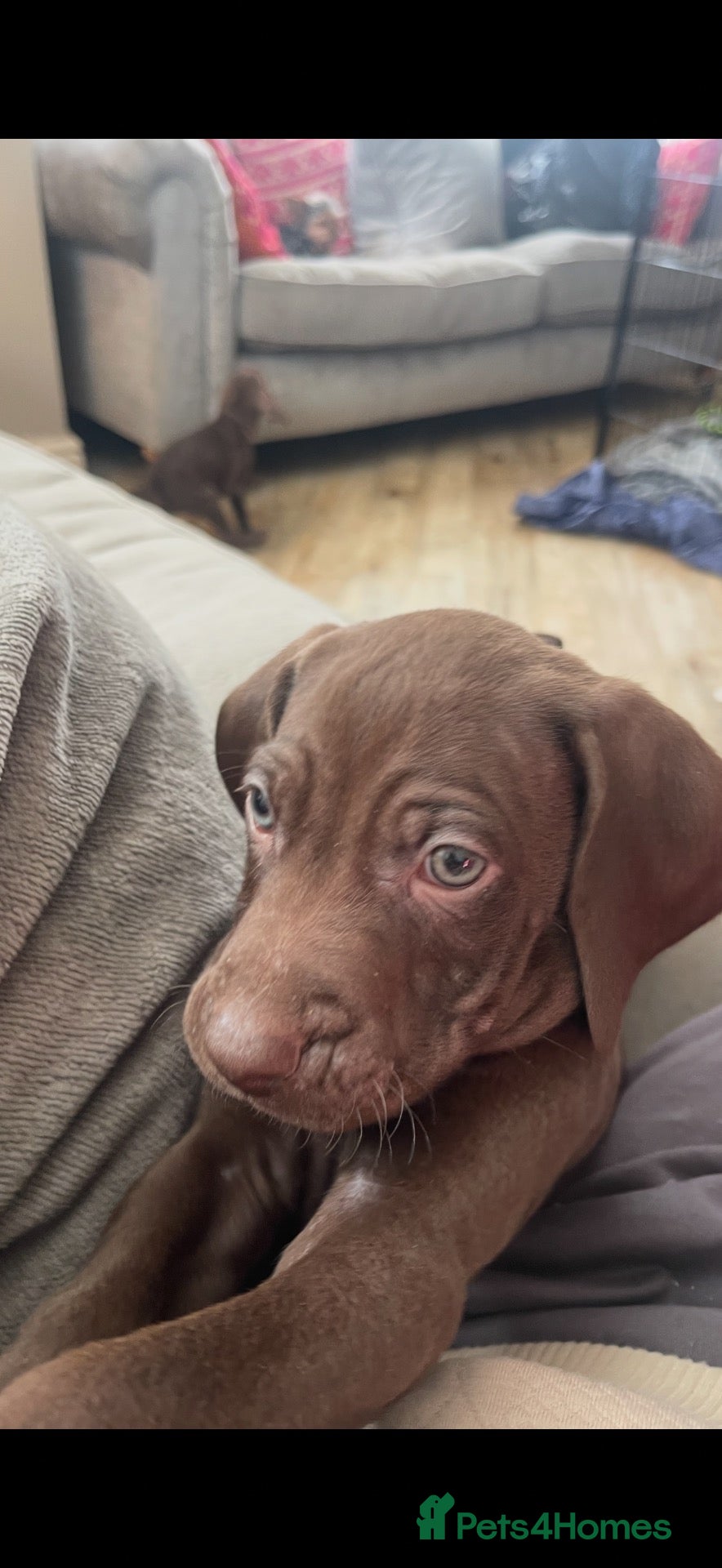 Mixed Breed dogs Beautiful Vizmaraner 1 perfect boy 💙 available  - Advert 2