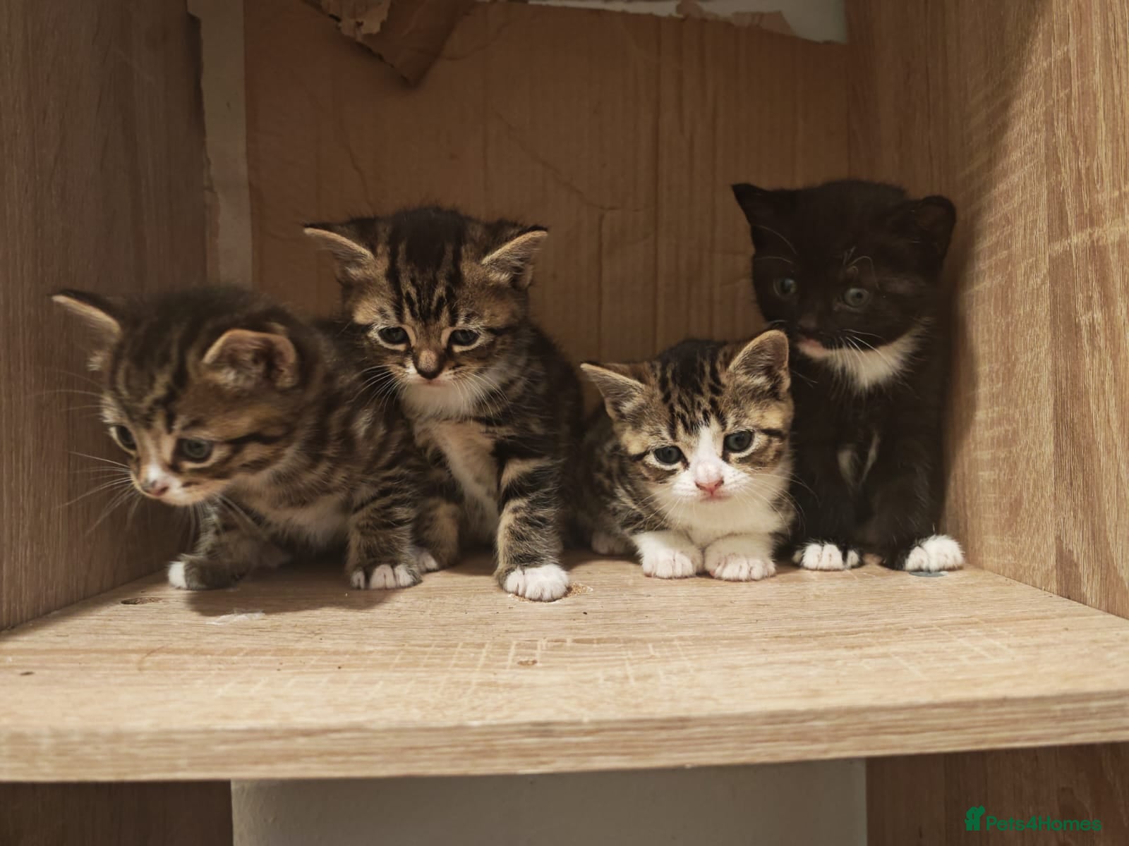 Mixed Breed cats 💖 Gorgeous British Shorthair Mix Kittens –  🐾 - Advert 1