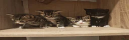 Mixed Breed cats for sale: 💖 Gorgeous British Shorthair Mix Kittens –  🐾 in Peterborough - Advert 1