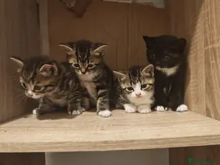 Mixed Breed cats 💖 Gorgeous British Shorthair Mix Kittens – 🐾 - Advert 1