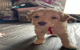 Cockapoo dogs for sale: Cockapoo f1B - Image 3