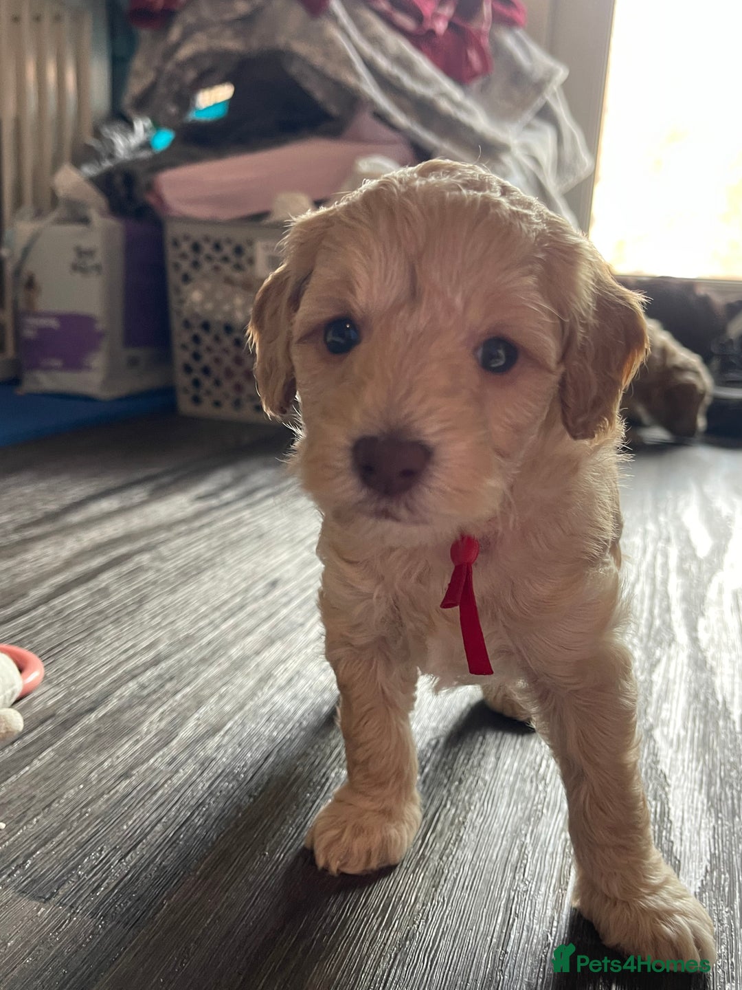 Cockapoo dogs for sale: Cockapoo f1B - Image 3