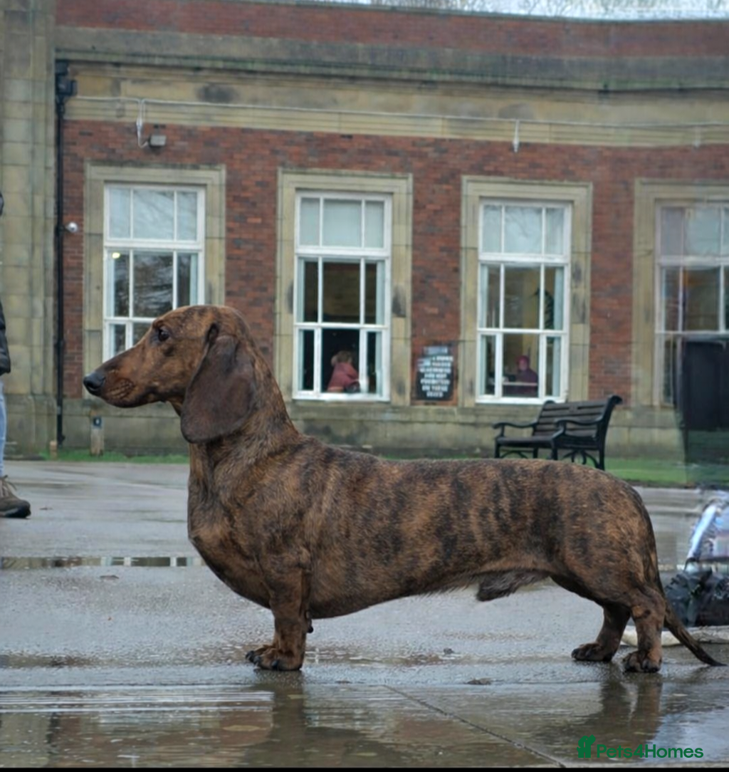 Dachshund dogs Standard dachshund  - Advert 6