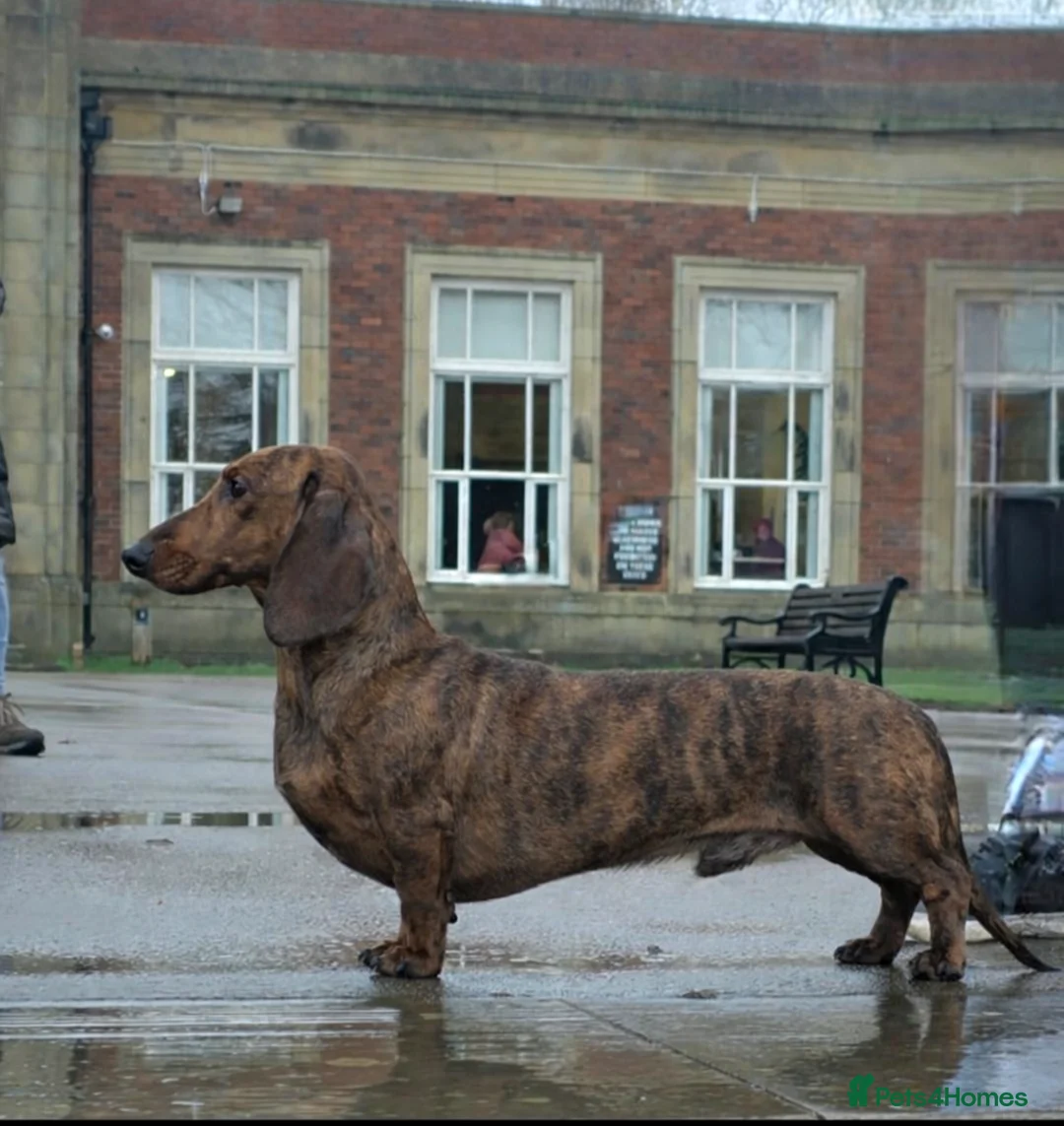 Dachshund dogs for stud: Standard dachshund  - Advert 1