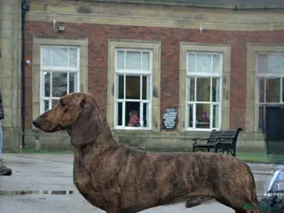 Dachshund dogs Standard dachshund - Advert 6