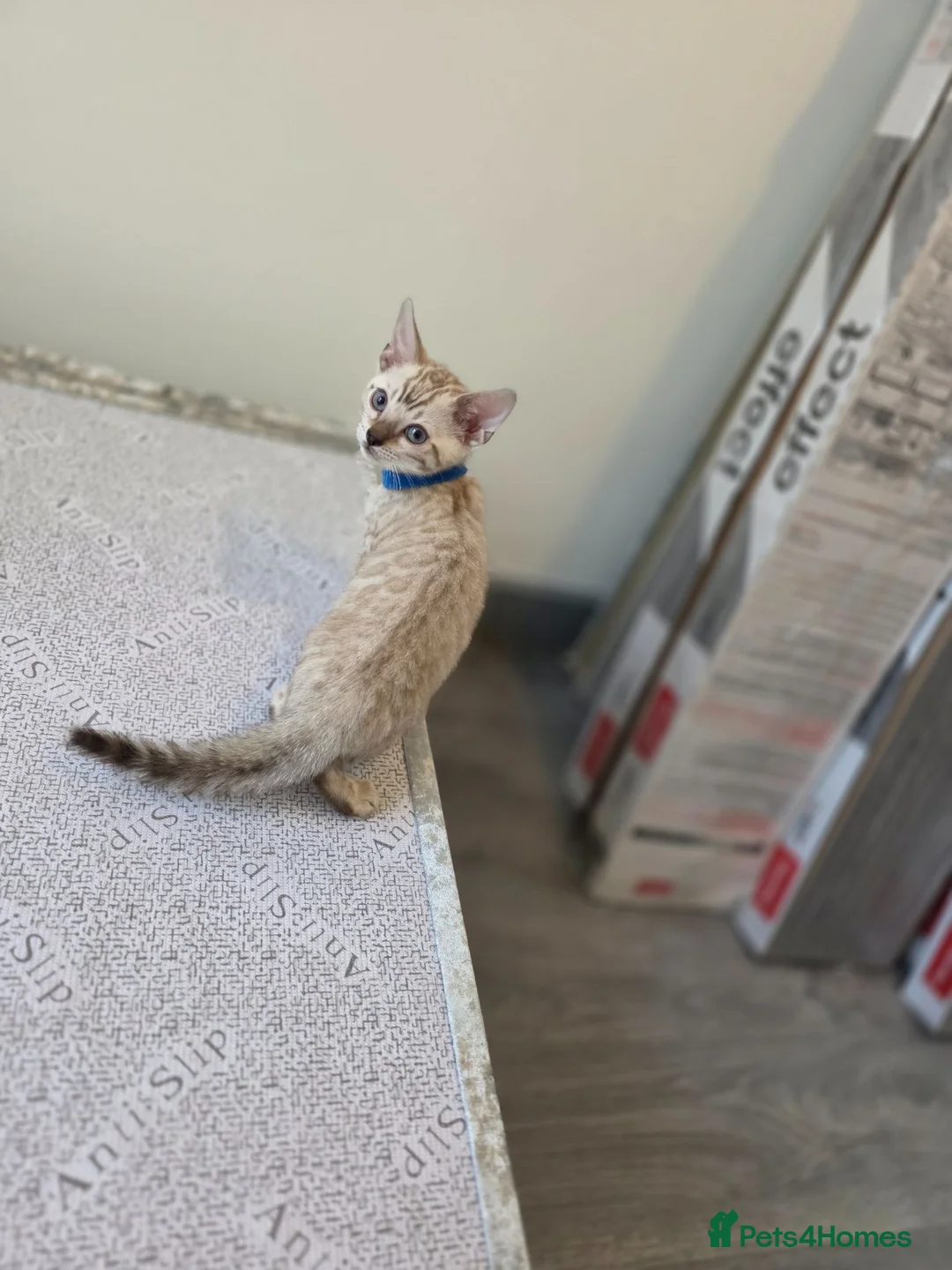 Bengal cats for sale: Snow bengal tica active - Advert 2
