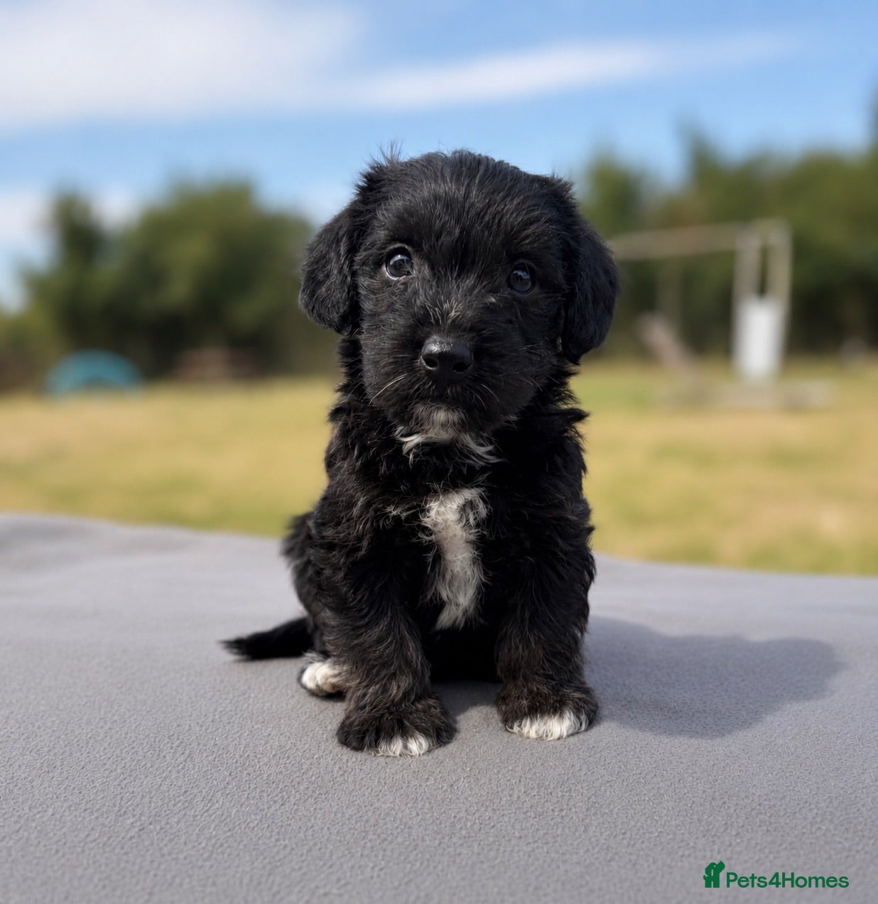 Jackapoo dogs Jackapoo puppies 🐾 - Advert 2