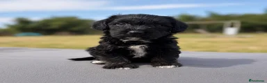 Jackapoo 2