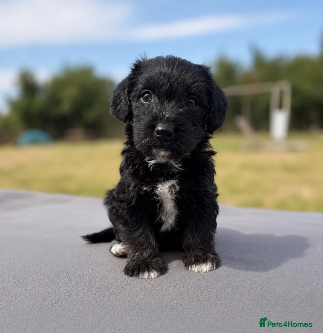 Jackapoo dogs for sale: Jackapoo puppies 🐾 - Advert 2