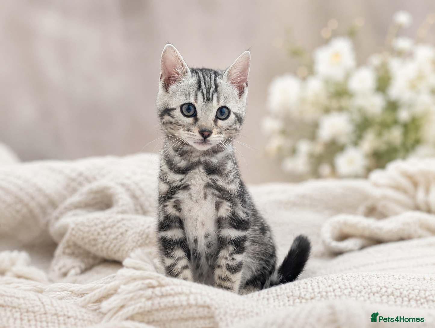 Bengal cats READY NOW! TICA Stunning Tested Silver Bengal ✨ - Advert 5