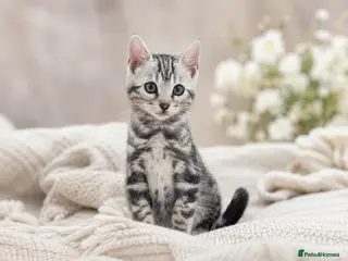 Bengal cats READY NOW! TICA Stunning Tested Silver Bengal ✨ - Advert 1