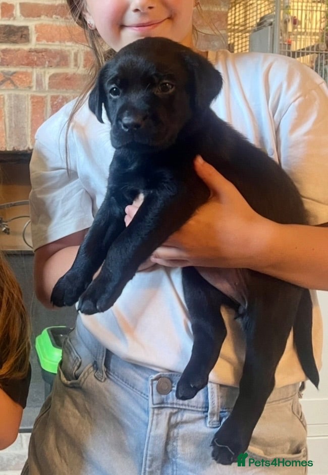Labrador Retriever dogs Adorable KC registered Labrador puppies  - Advert 2