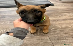 Belgian Shepherd Dog dogs for sale: Belgian Shepherd (Malinois) - Image 3