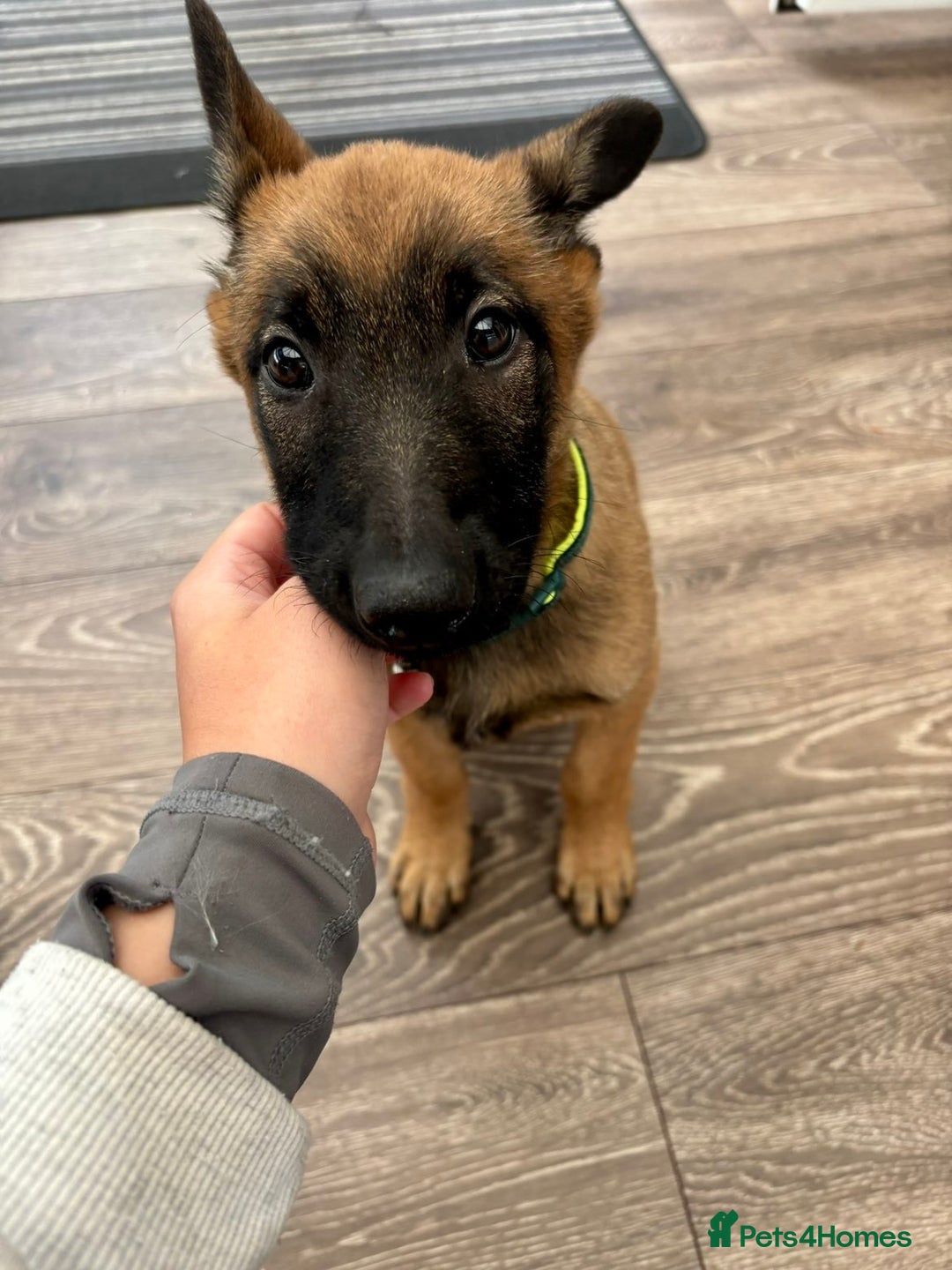 Belgian Shepherd Dog dogs for sale: Belgian Shepherd (Malinois) - Image 3