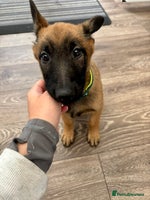 Belgian Shepherd Dog dogs - Advert 1