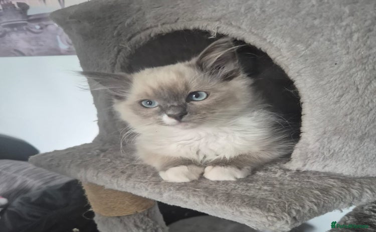 Ragdoll cats - Advert 12