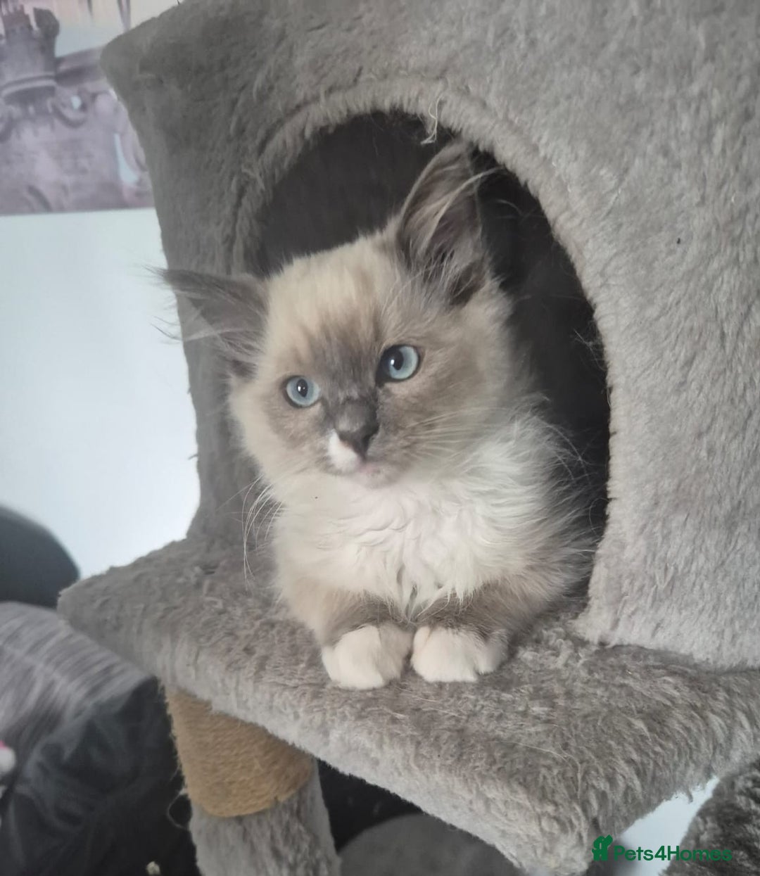 Ragdoll cats for sale: Last stunning ragdoll kitten available now - Image 2