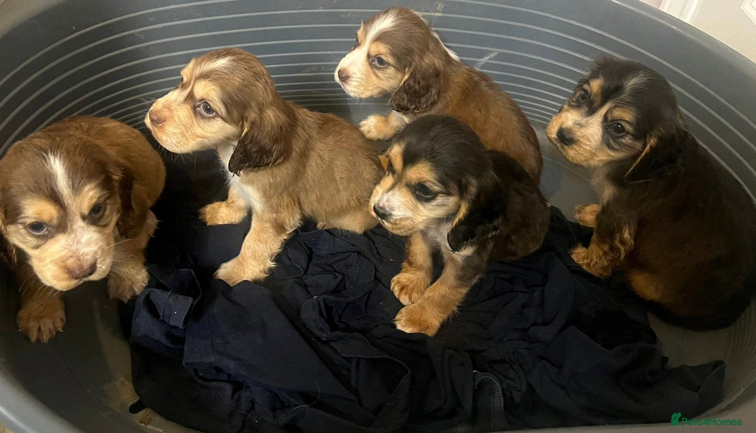 Cocker Spaniel dogs for sale: Cocker spaniel puppy’s  - Advert 3