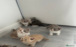 British Shorthair cats for sale: 💗💙💗💙GCCF BRITISH SHORTHAIR KITTENS  - Image 3