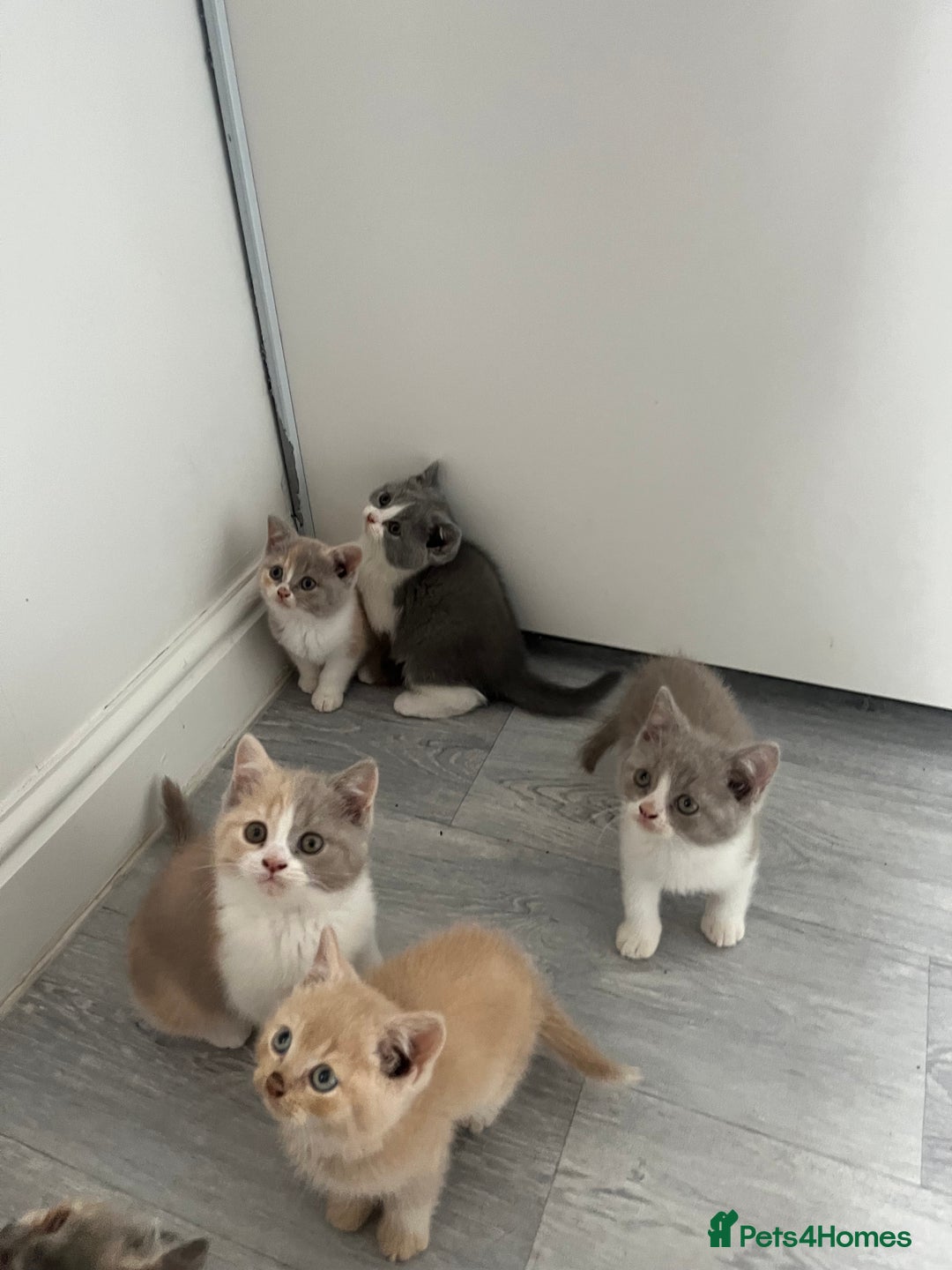 British Shorthair cats for sale: 💗💙💗💙GCCF BRITISH SHORTHAIR KITTENS  - Image 3