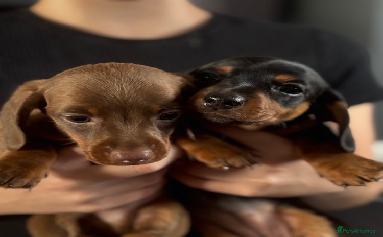 Miniature Dachshund dogs - Advert 4