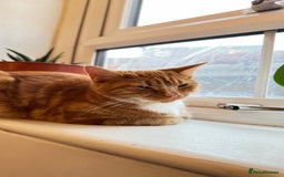 British Shorthair cats for sale:  Adorable Kitten Looking for Their Forever Homes! - Image 4