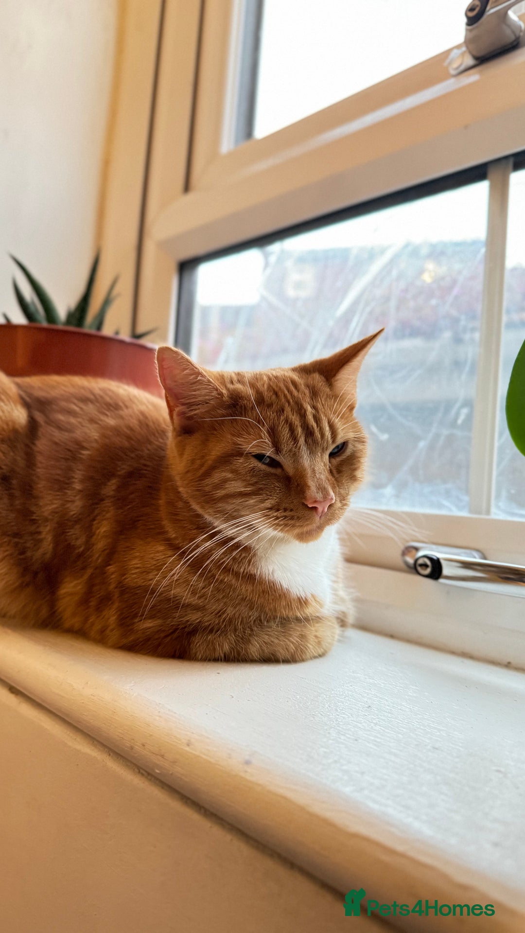 British Shorthair cats for sale:  Adorable Kitten Looking for Their Forever Homes! - Image 4