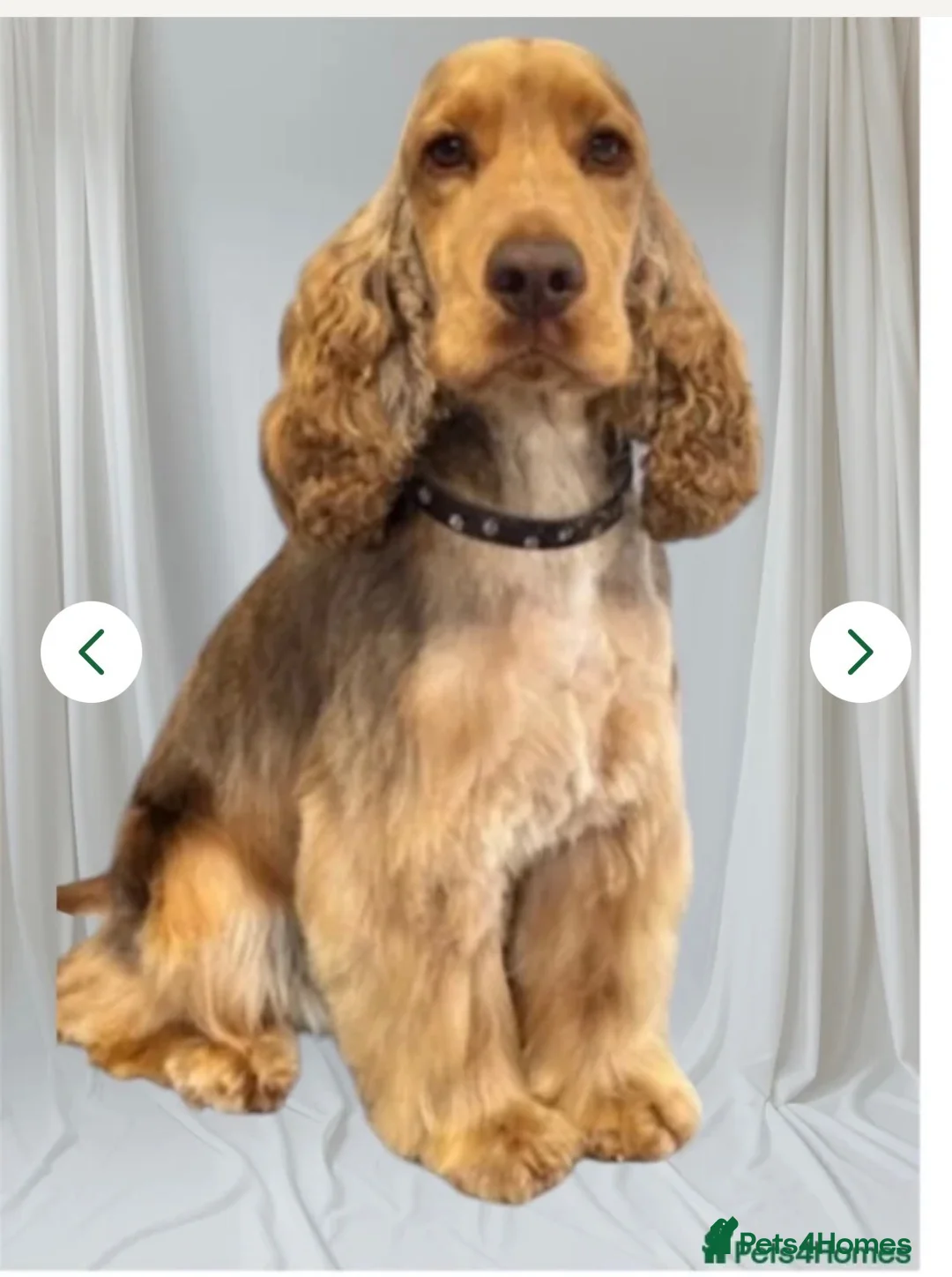 Cocker Spaniel dogs for sale: Stunning Show Cocker Spaniels full - Advert 9