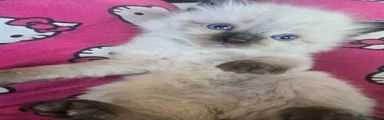 Neko