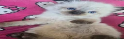 Ragdoll cats for sale: Just 2 left: Purebred female Ragdoll kittens - Advert 33