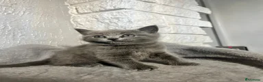 British Shorthair 1